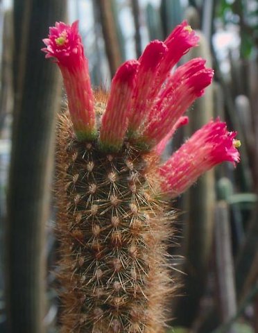 Loxanthocereus_convergens